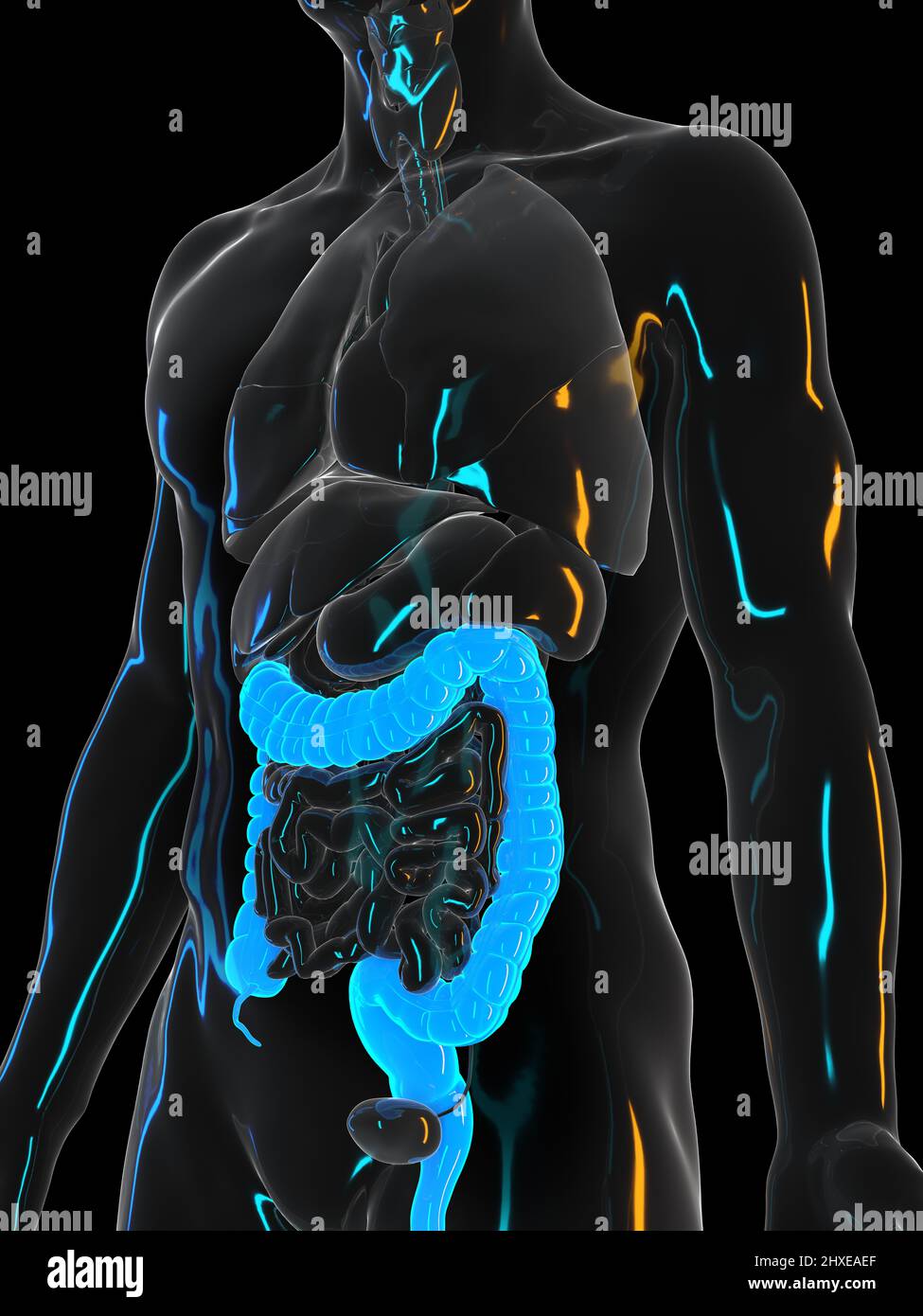 Human colon, illustration Stock Photo Alamy