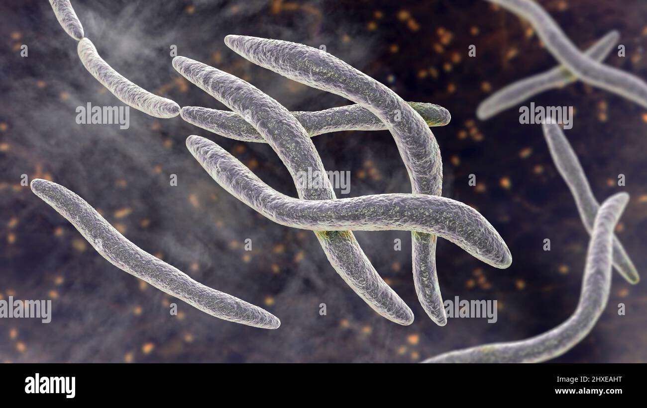 Fusobacterium, illustration Stock Photo