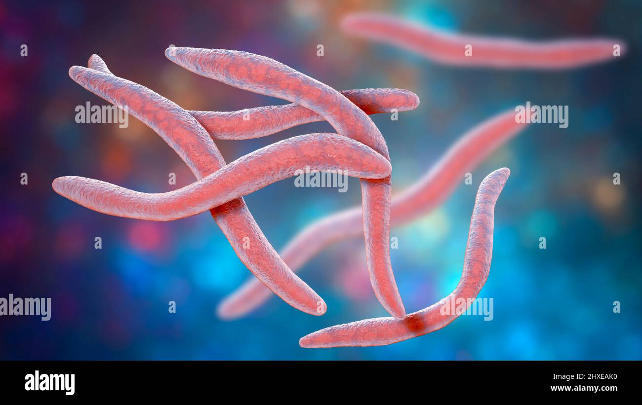 Fusobacterium, illustration Stock Photo
