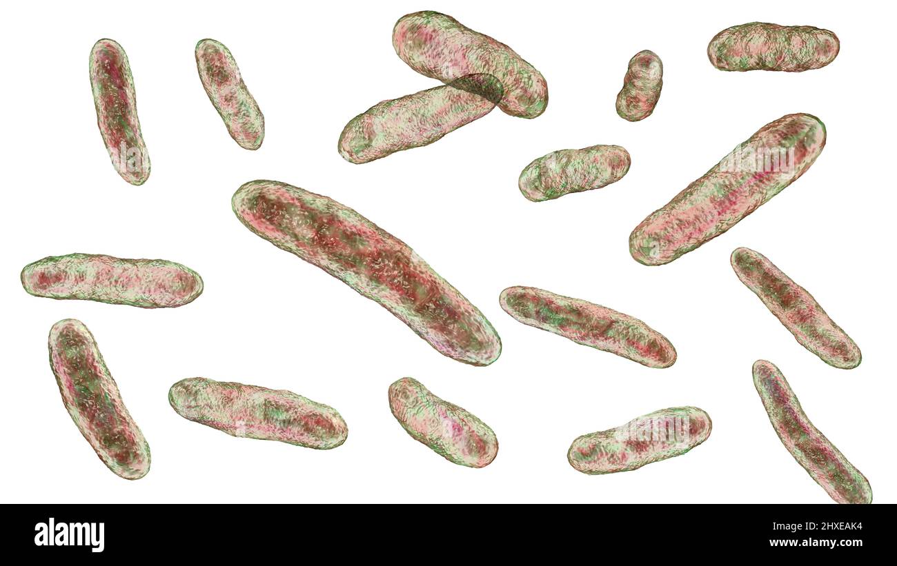Sphingomonas bacteria, illustration Stock Photo