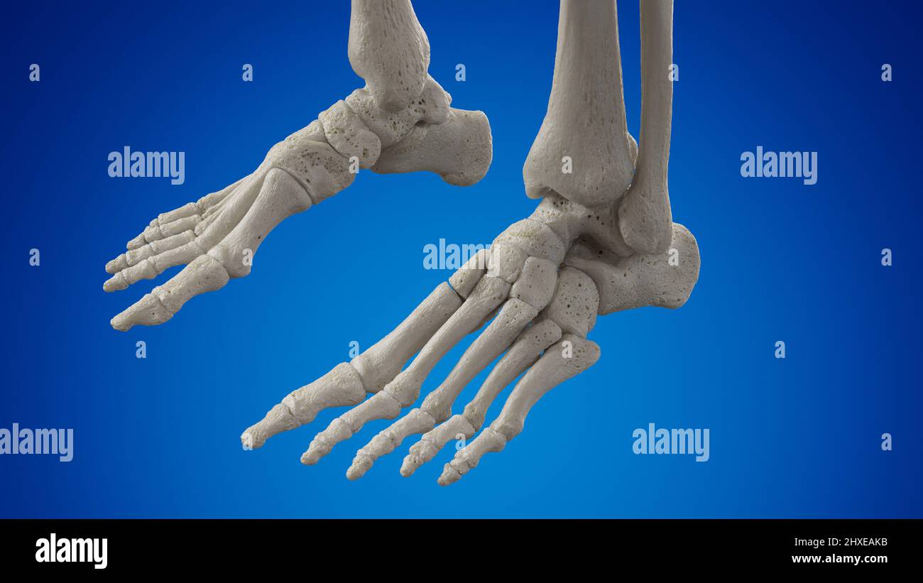 Foot bones, illustration Stock Photo Alamy