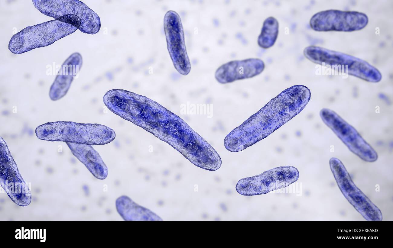 Sphingomonas bacteria, illustration Stock Photo