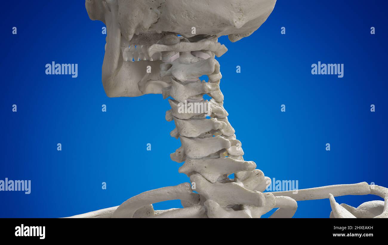 Cervical spine, illustration Stock Photo - Alamy