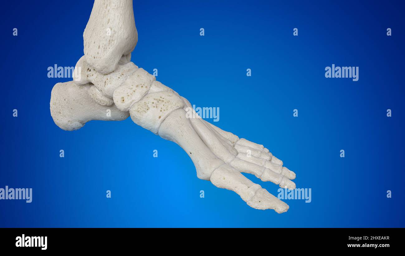 Foot bones, illustration Stock Photo Alamy