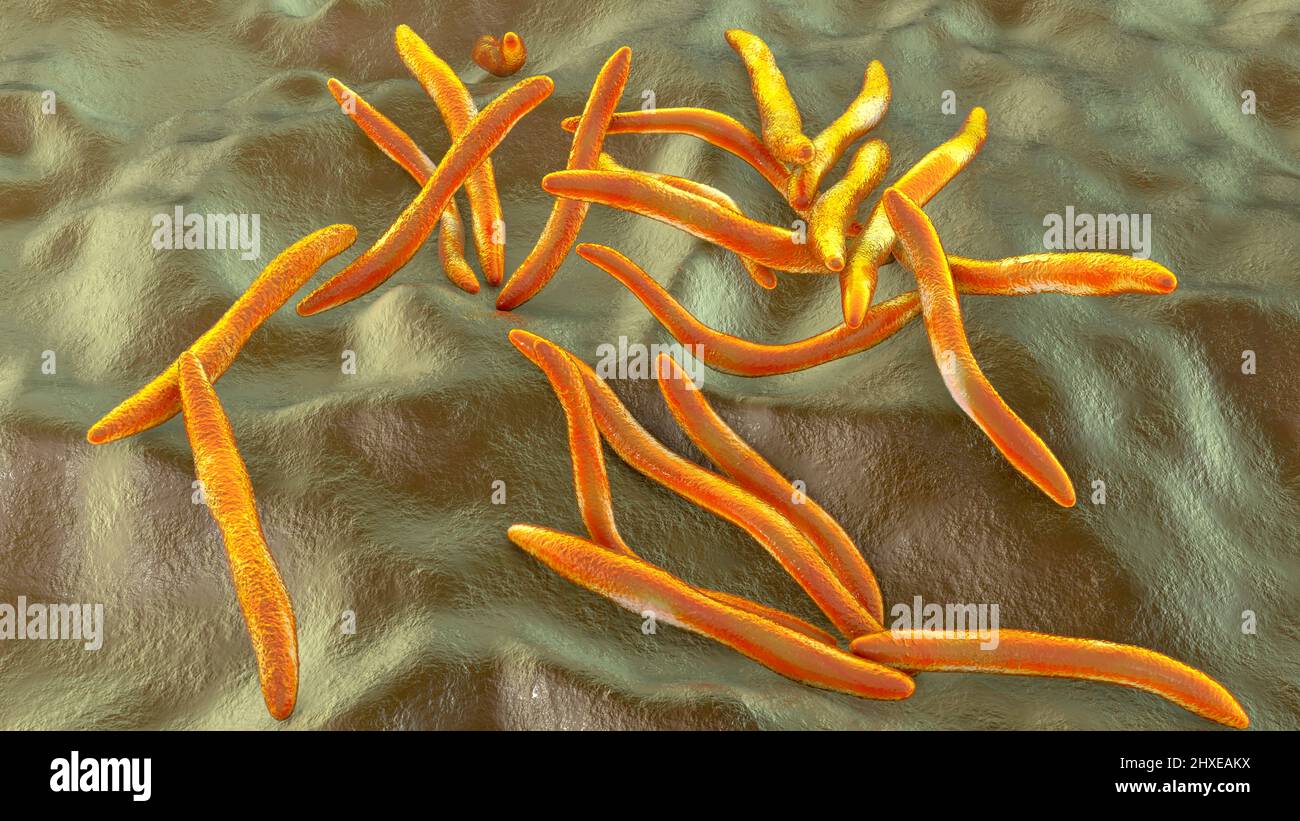 Fusobacterium, illustration Stock Photo