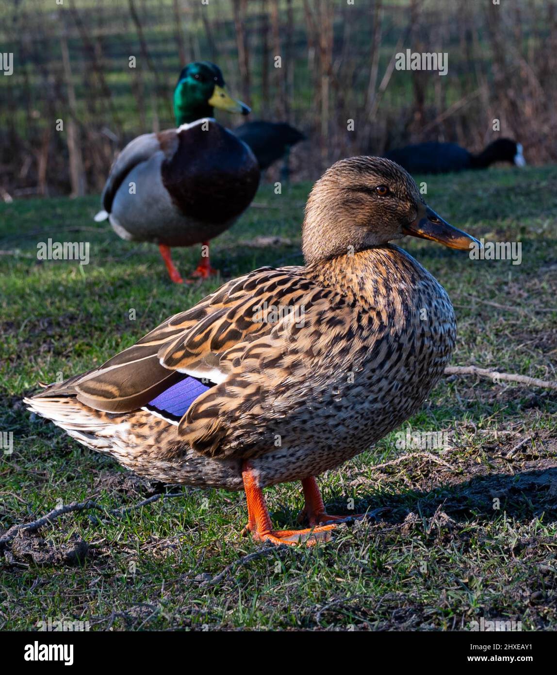 Brown mallard duck in a park called Haarlemmermeerse Bos in Hoofddorp The Netherlands Stock Photo