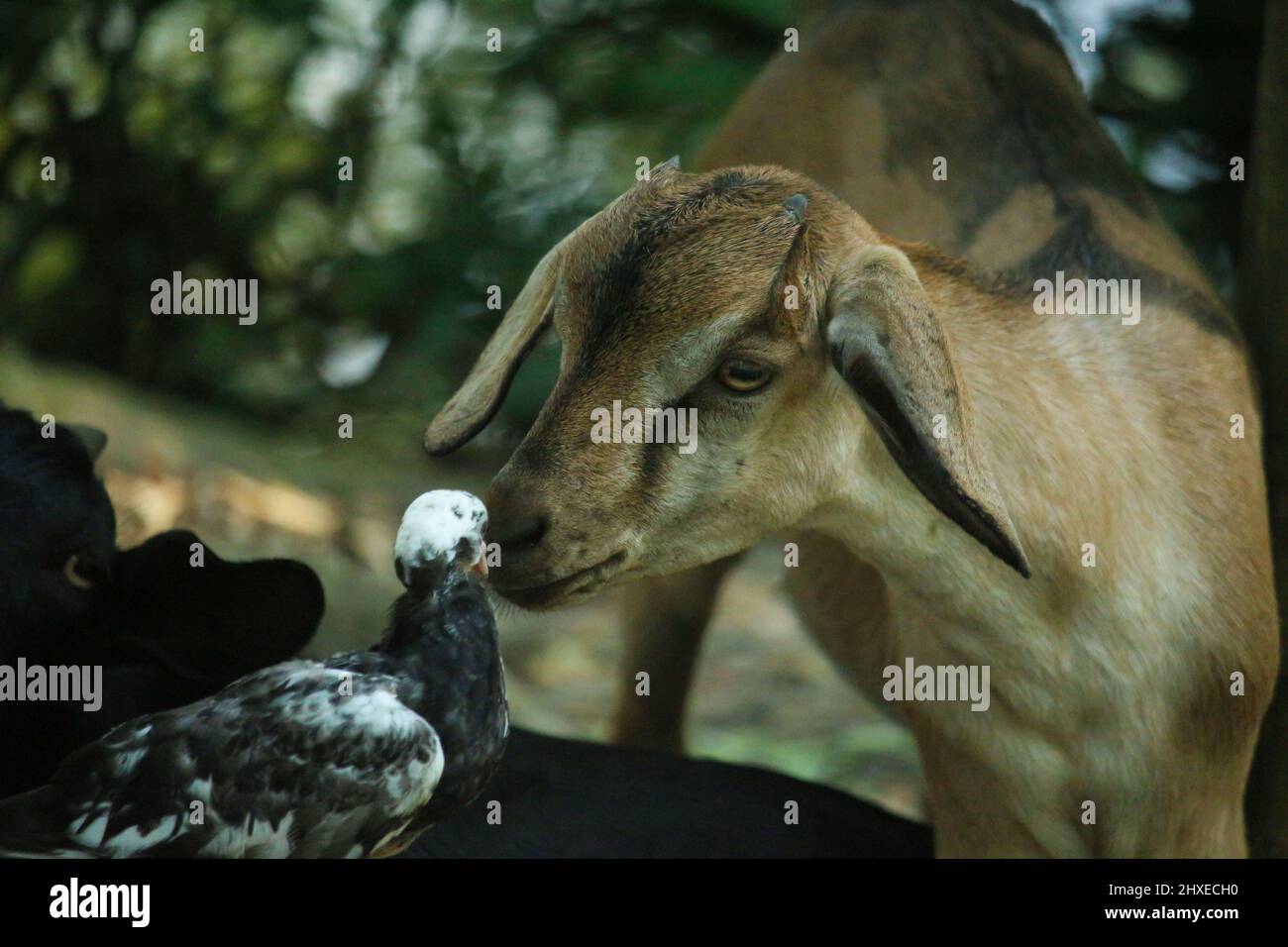The baby black goat is looking at the baby pigeon. The scene looks very beautiful. Stock Photo