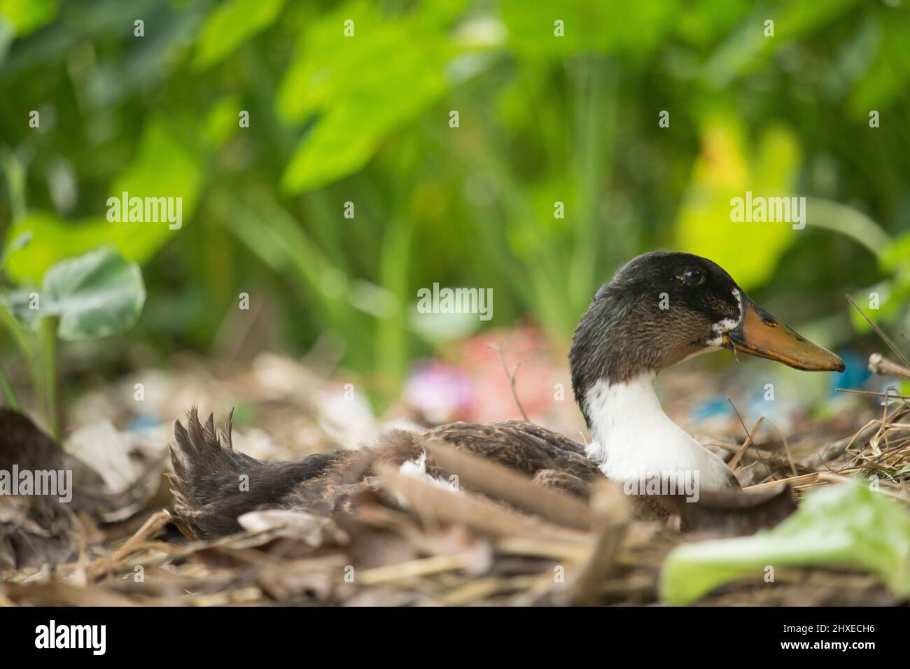 The little baby duck is sitting in the middle of the forest. Stock Photo