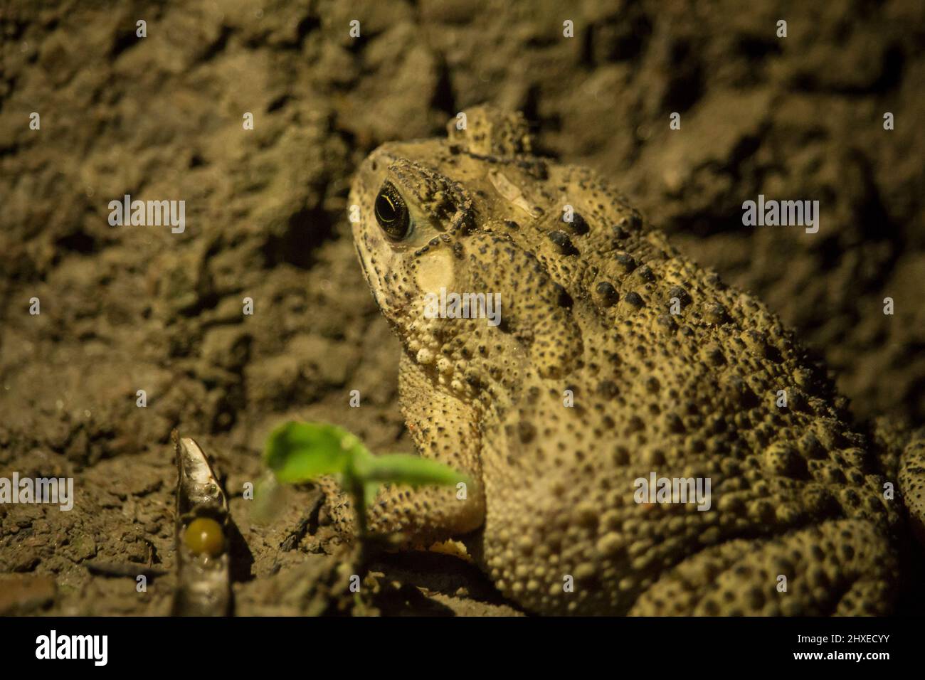 Portrait of a brown frog Stock Photo