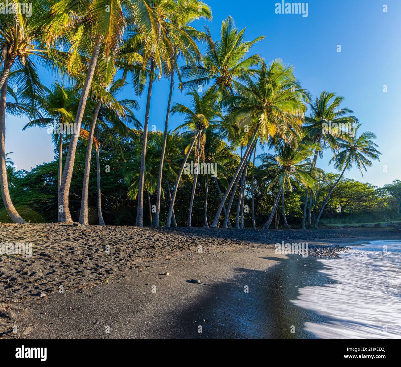 Coconut Palm Trees On Punalu'u Black Sand Beach, Hawaii Island, Hawaii, USA Stock Photo Alamy
