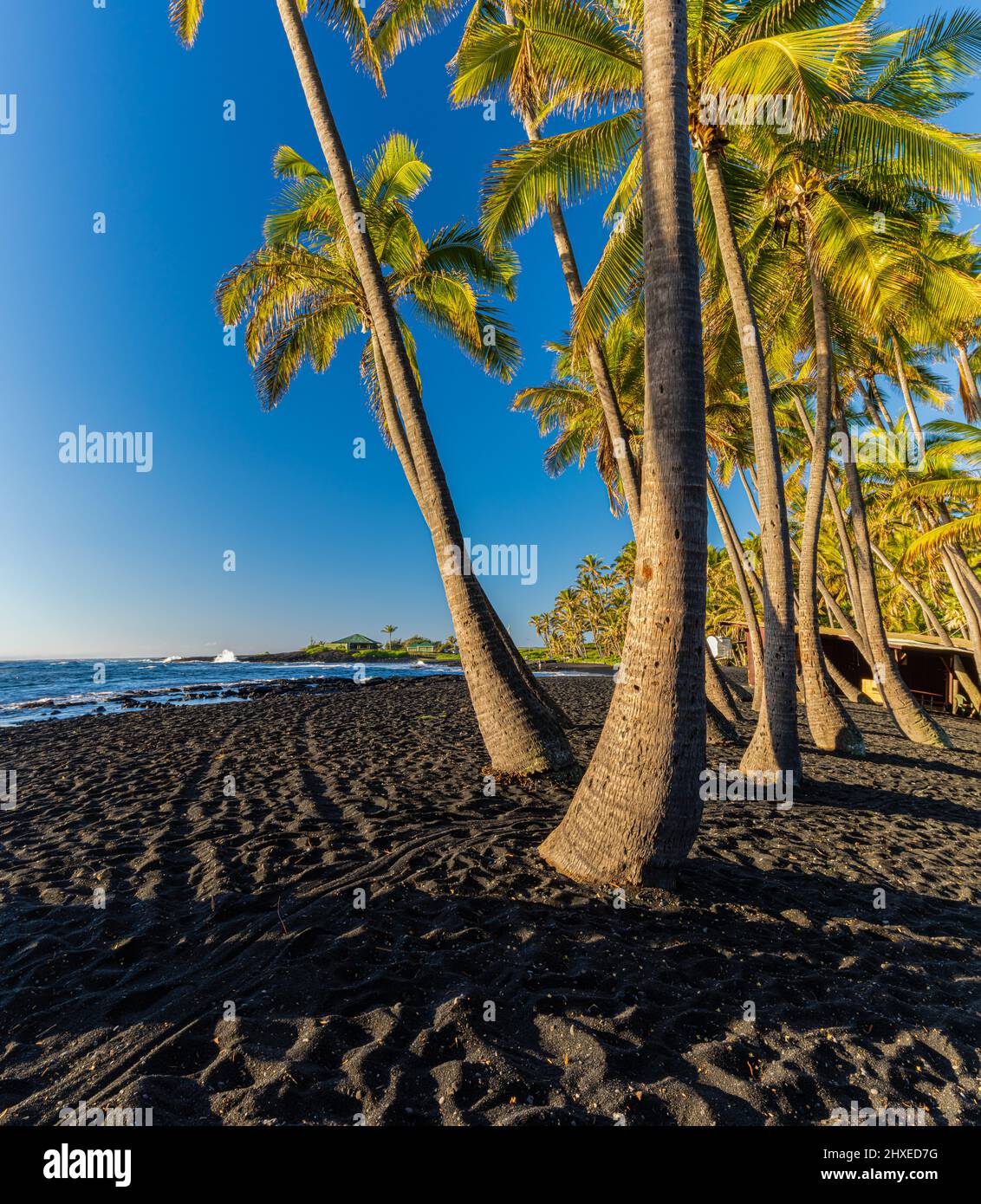 Coconut Palm Trees On Punalu'u Black Sand Beach, Hawaii Island, Hawaii