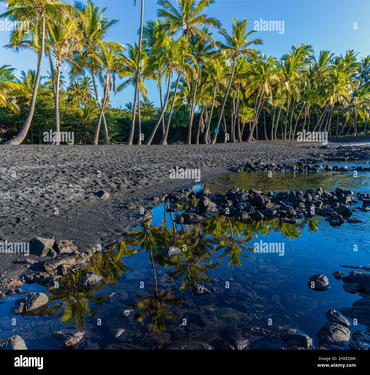 Coconut Palm Trees Reflection in Tide Pools of Punalu'u Black Sand