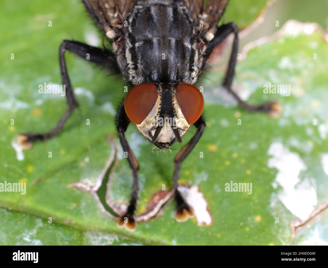 Portrait of a male flesh fly (Sarcophaga species), with bright red compound eyes, overhead view Stock Photo