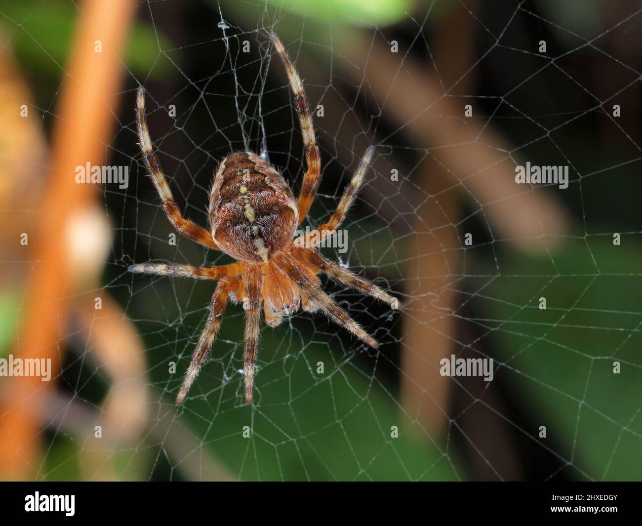 female cross orbweaver spider (Araneus diadematus) sitting in its web waiting to catch a flying insect. This European species has been introduced thro Stock Photo