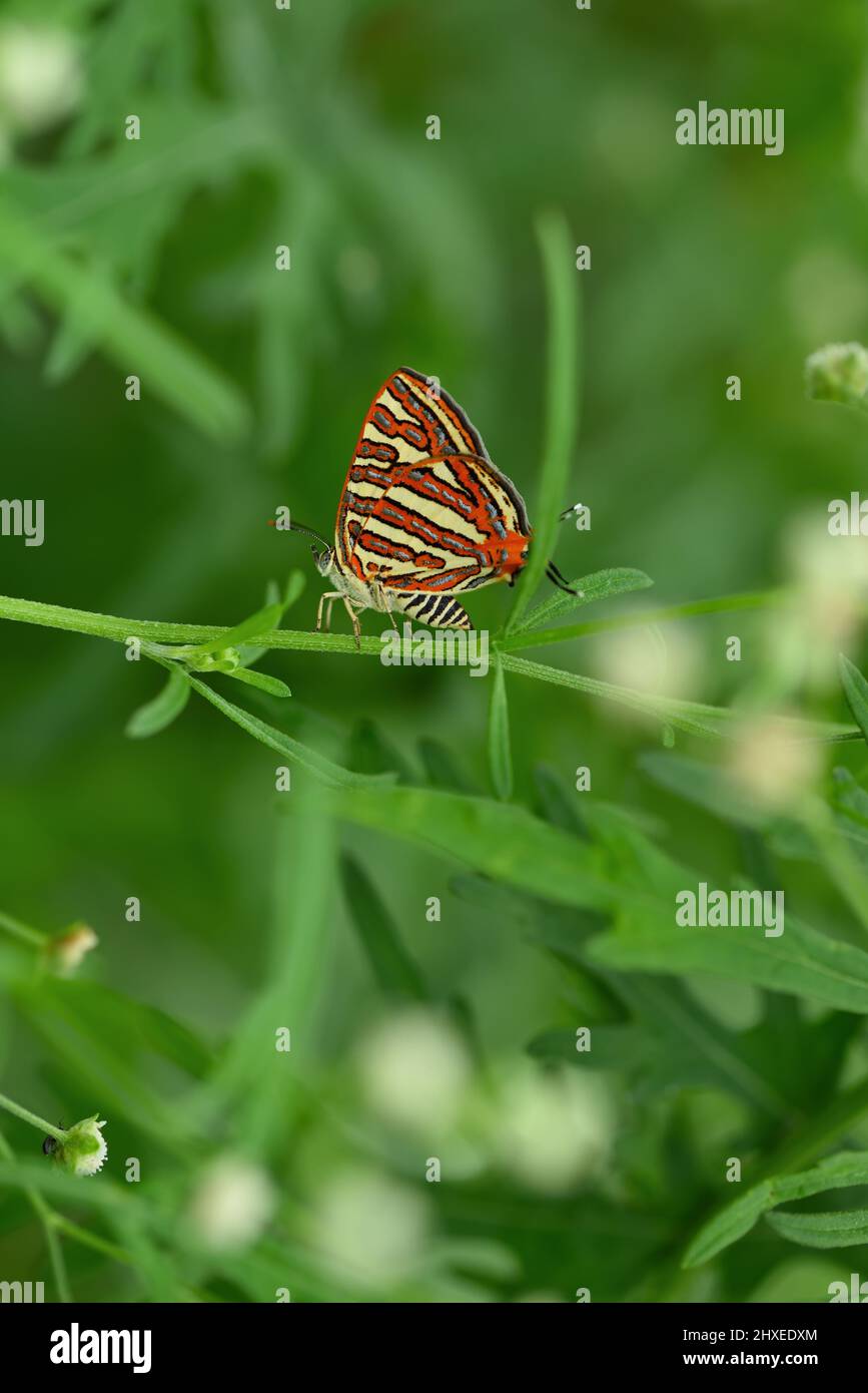 Beautiful peacock pansy butterfly or junonia almana is sitting on a green leaf in a tropical rainforest, west bengal, india stock photo Stock Photo