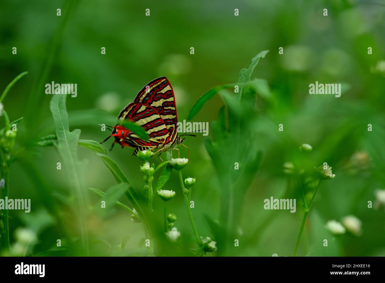 Beautiful peacock pansy butterfly or junonia almana is sitting on a green leaf in a tropical rainforest, west bengal, india stock photo Stock Photo