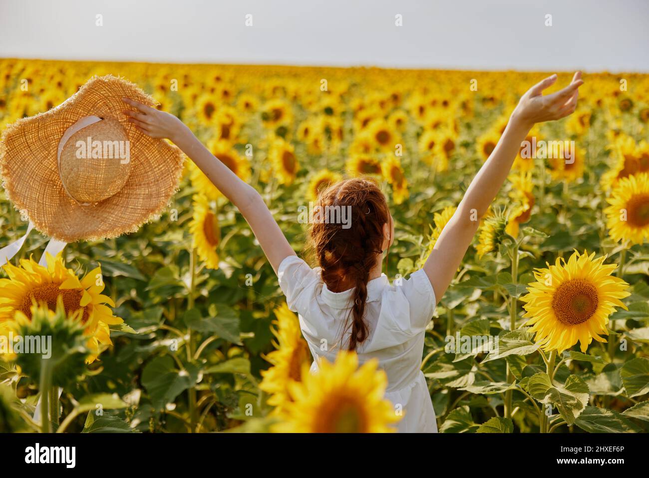 woman portrait in a straw hat in a white dress a field of sunflowers ...