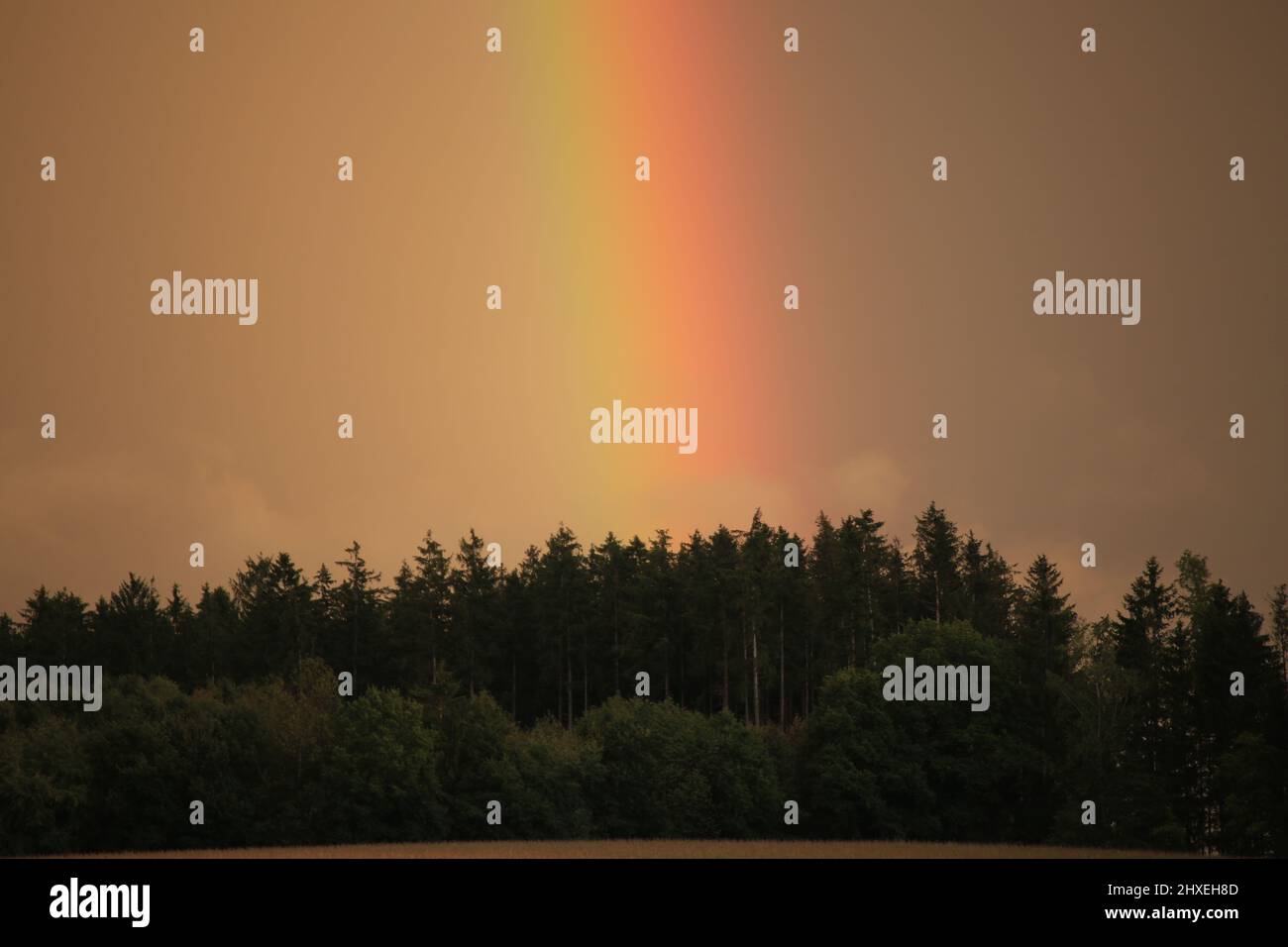 rainbow above the forest - Regenbogen über einem Wald - Abendstimmung, evening atmosphere Stock Photo