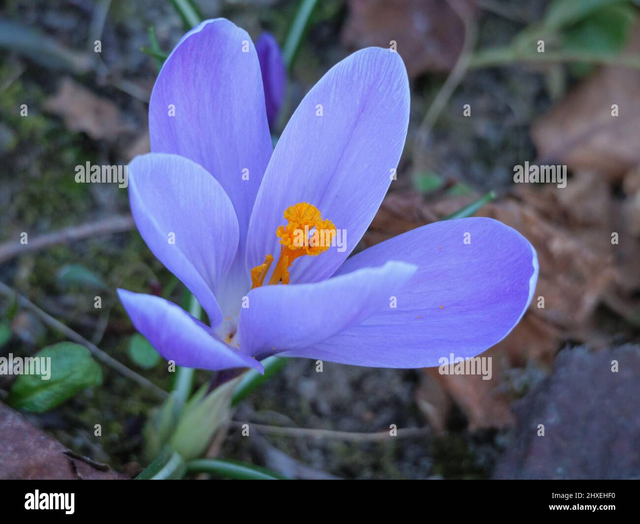 spring time in the garden Stock Photo Alamy