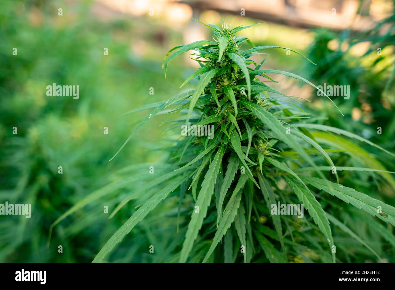 Trichome hi-res stock photography and images - Alamy