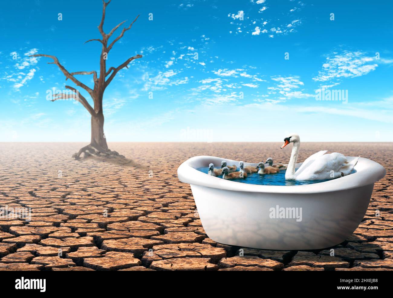 Swan with her babies inside a bathtub in a dry desert. Pandemic theme concept. Stock Photo