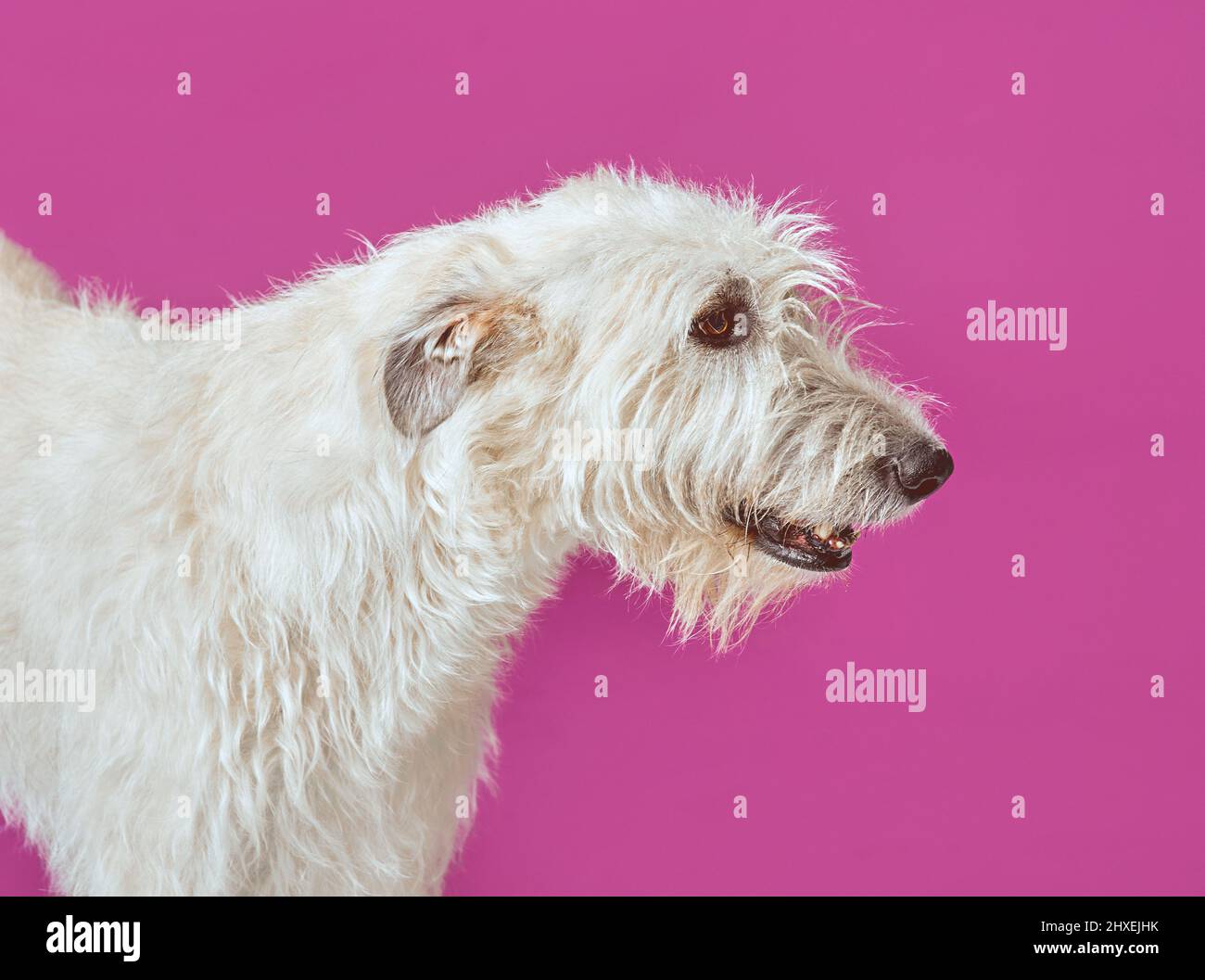 white big irish wolfhound Stock Photo