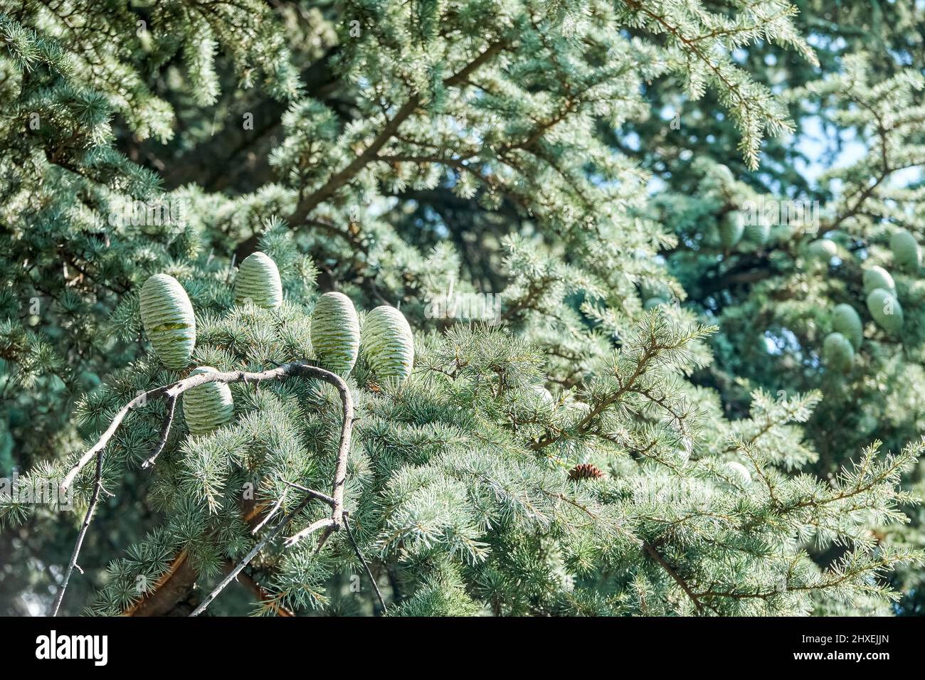 Cones on branch of lebanon cedar in forest on sunny day closeup. Large evergreen plant in wild ecosystem. Ecology and environment conservation Stock Photo
