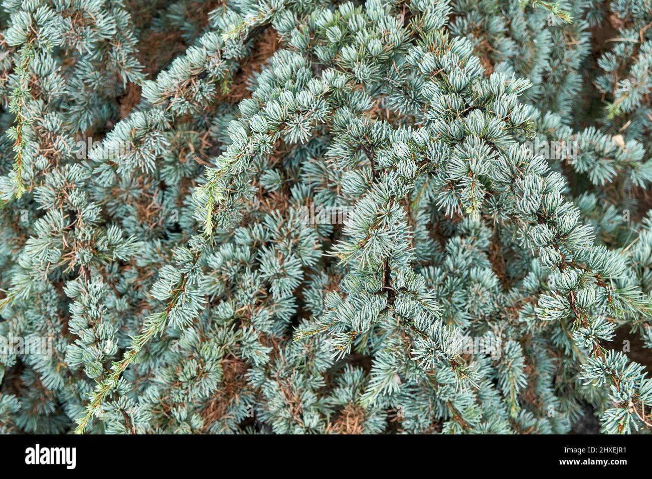 Branches of cedrus atlantica Glauca with short needles in wild forest closeup. Wonderful floral representant. Rare coniferous tree cultivation Stock Photo