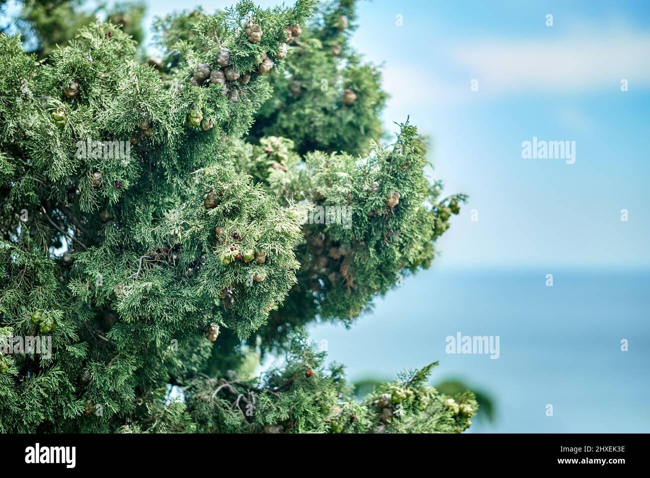 Landscape of high cypress tree with green leaves and cones growing on thin branches against blue sea ripple water under cloudless sky Stock Photo