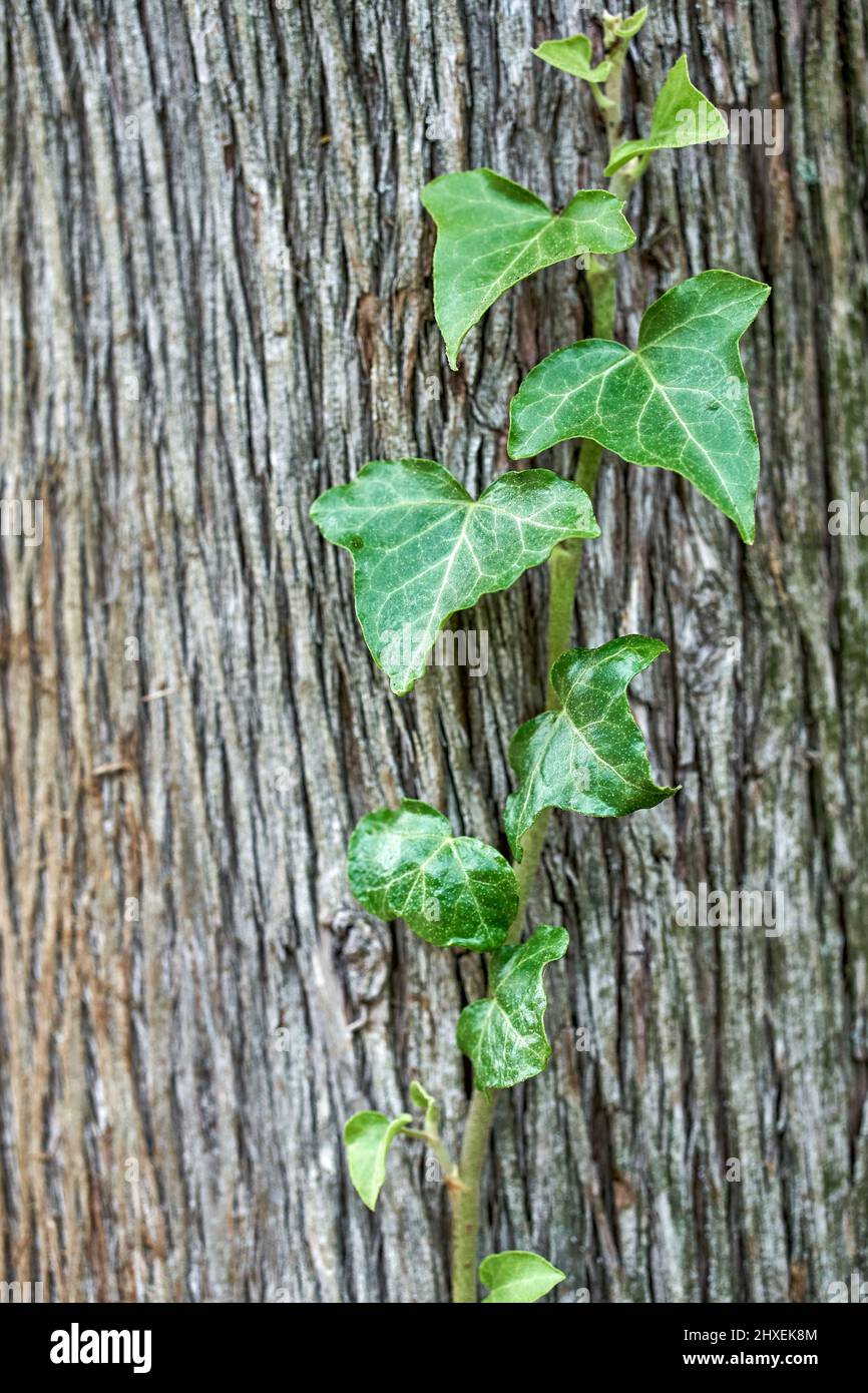 tree trunk with green leaves creeper 25063202 PNG