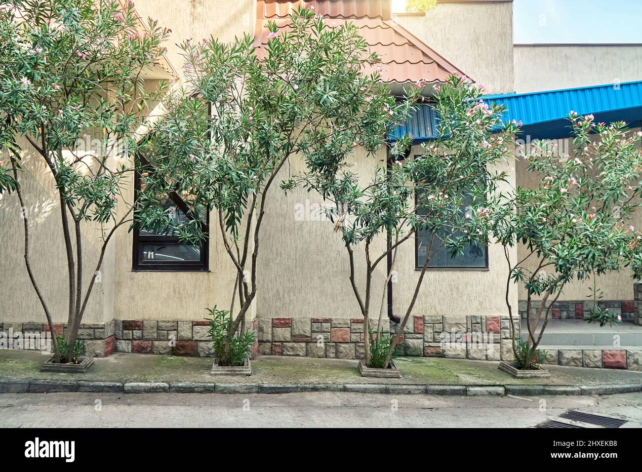 Young blooming oleander trees grow near building on city street. Old town and native flora decor. Urban lifestyle and tropical plants cultivation Stock Photo