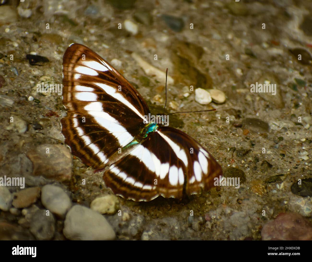 Butterfly on ground. Neptis sankara – Broad-banded Sailer Stock Photo