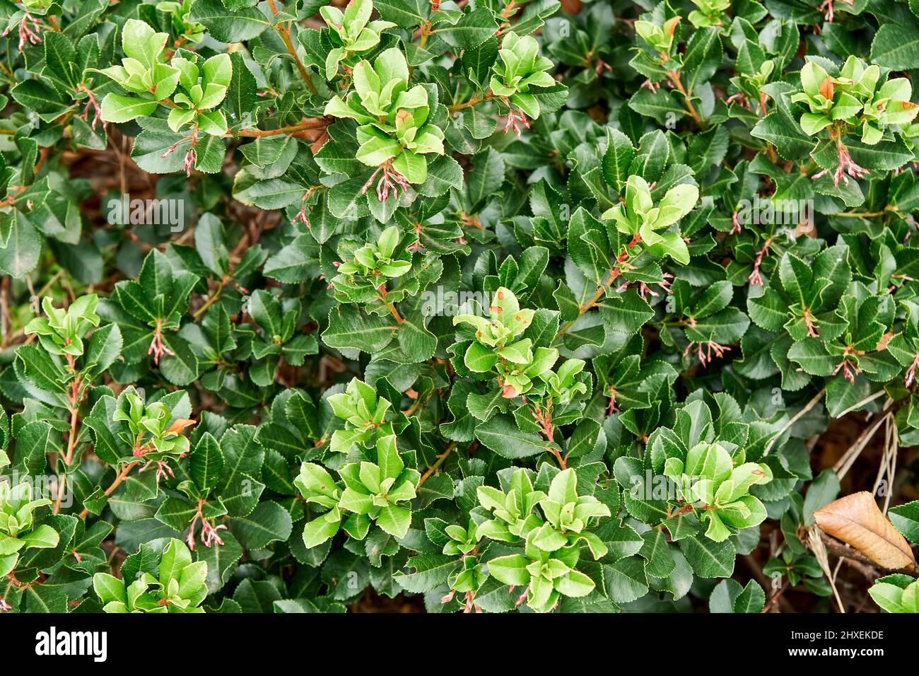 Fresh lush common bearberry plant grows on flowerbed at sunlight close view. Natural decor of urban garden. Bush with juicy green leaves in park Stock Photo