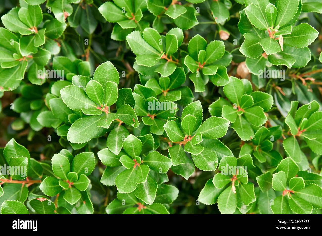 Fresh lush common bearberry plant grows on flowerbed at sunlight close view. Natural decor of urban garden. Bush with juicy green leaves in park Stock Photo