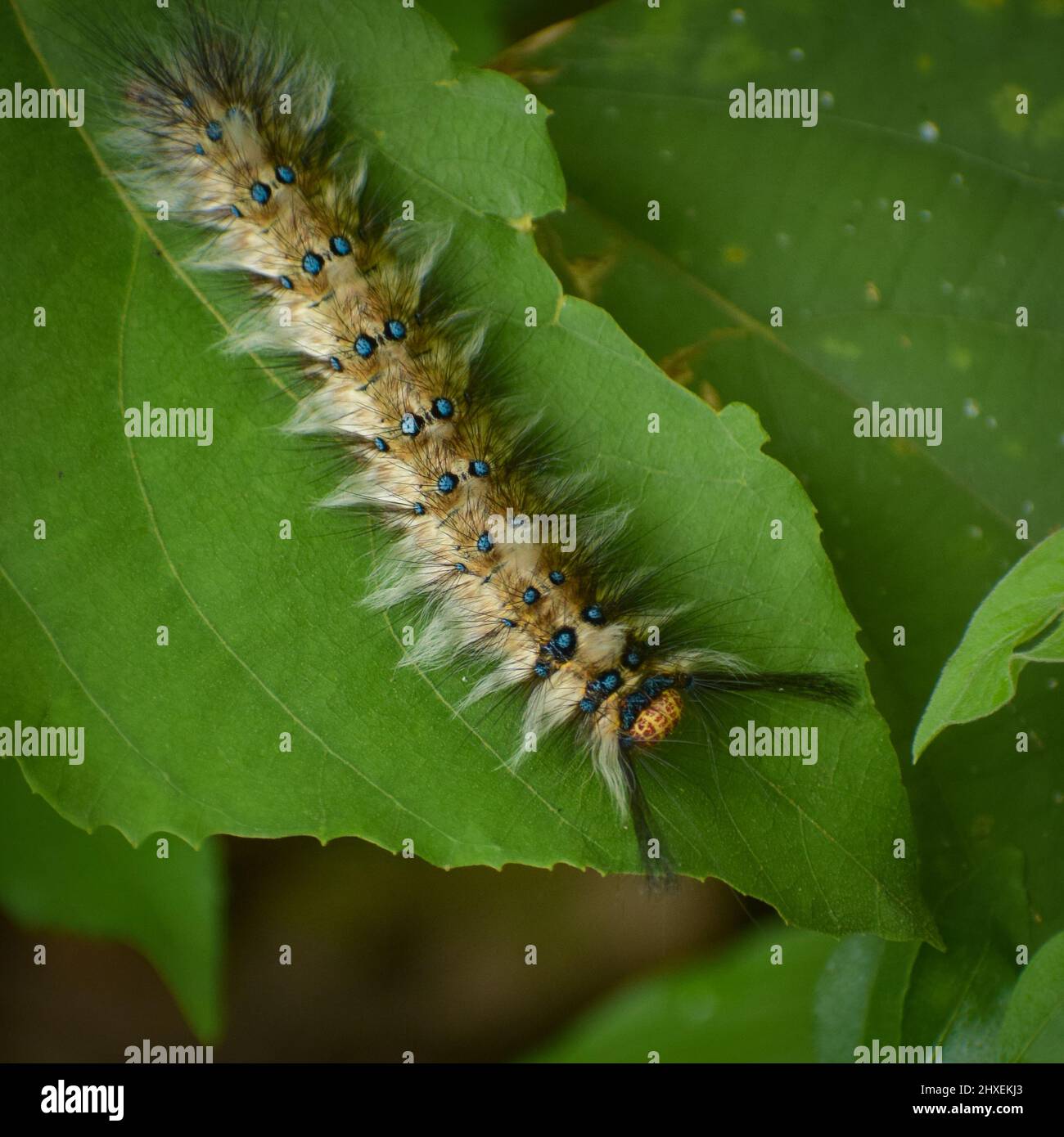 Gorgeous moth caterpillar on green leaf. Trabala vishnou, the rose-myrtle lappet moth Stock Photo