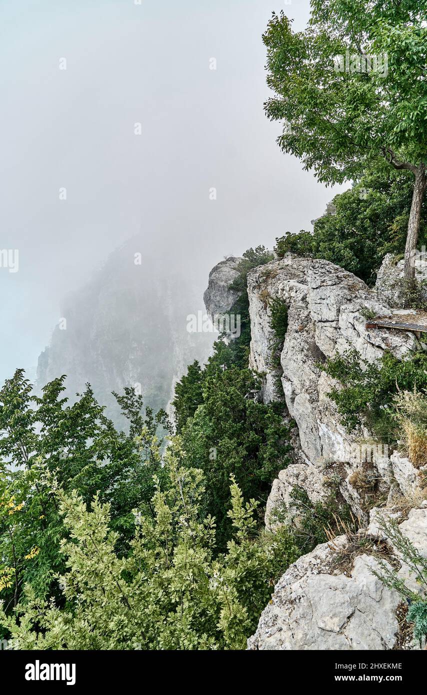 Trees grows on edge of high steep cliff at misty highland. Amazing mountain landscape with wild fauna. Enjoy beauty of nature during travelling Stock Photo