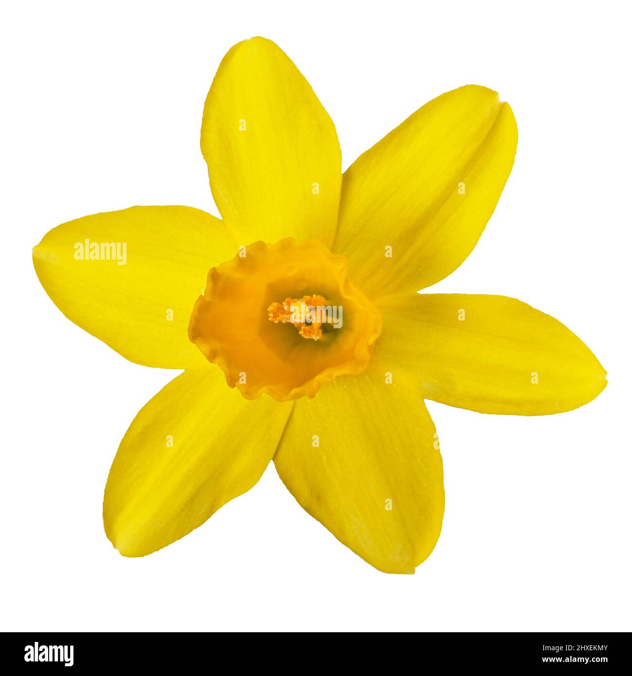 Yellow daffodil in close-up on a white background Stock Photo