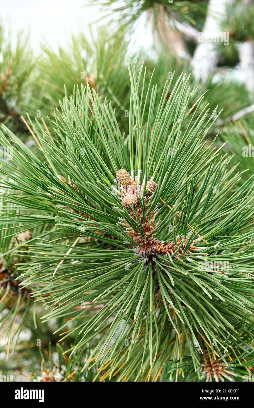 Elegant branch of pine tree with long needles in coniferous wood extreme close view. Evergreen tree in sunny forest. Beauty of wild flora and nature Stock Photo