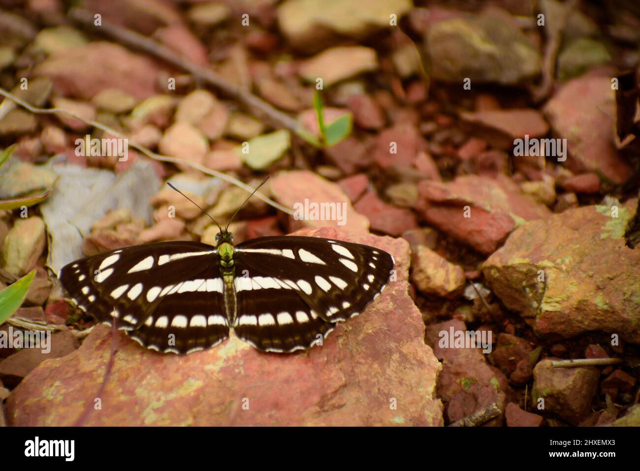 Beautiful  common sailer butterfly on ground  (neptis hylas) Stock Photo