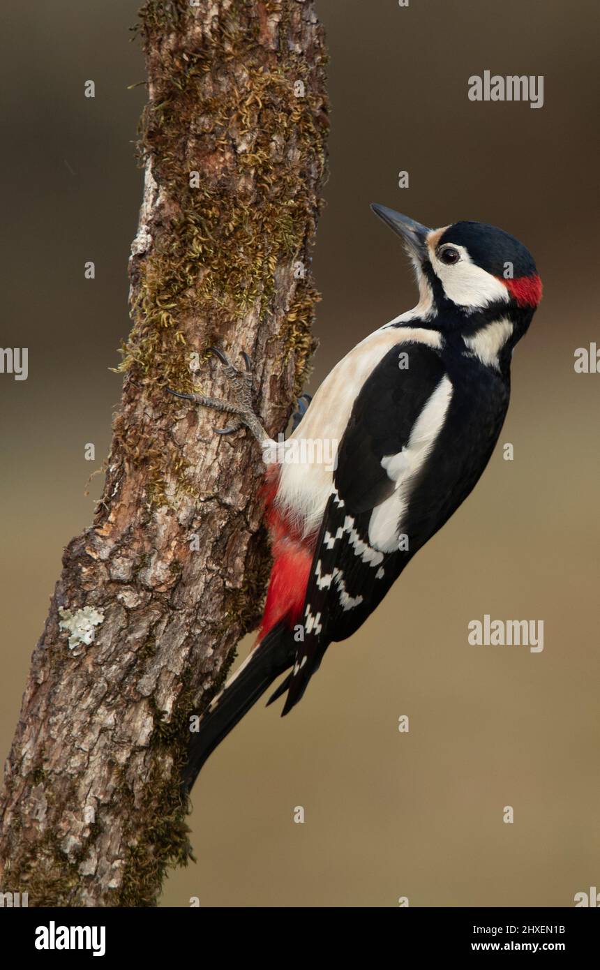 Great spotted woodpecker male in the last light of a spring day in an oak tree in a Mediterranean forest Stock Photo