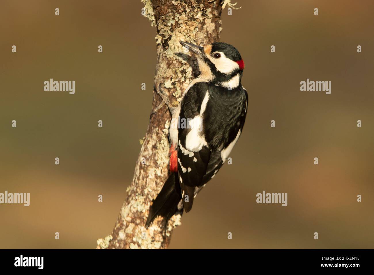 Great spotted woodpecker male in the last light of a spring day in an oak tree in a Mediterranean forest Stock Photo