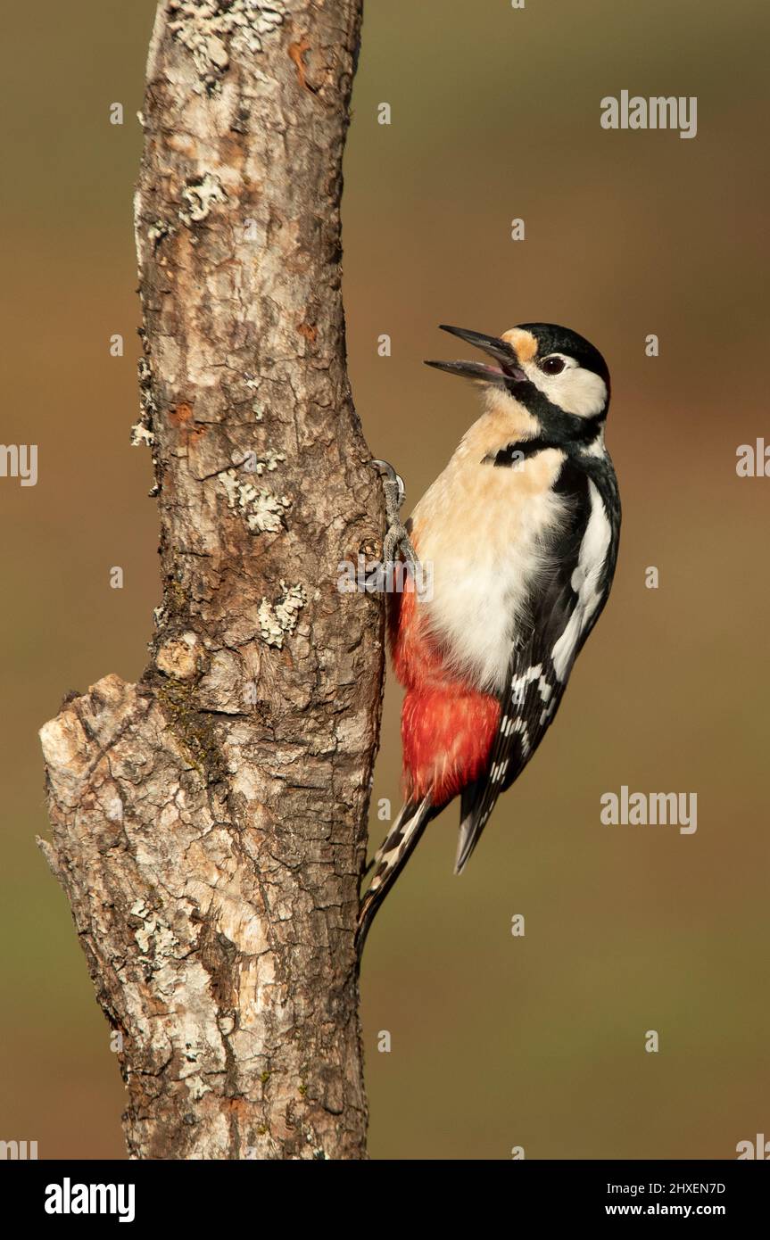 Great spotted woodpecker male in the last light of a spring day in an oak tree in a Mediterranean forest Stock Photo
