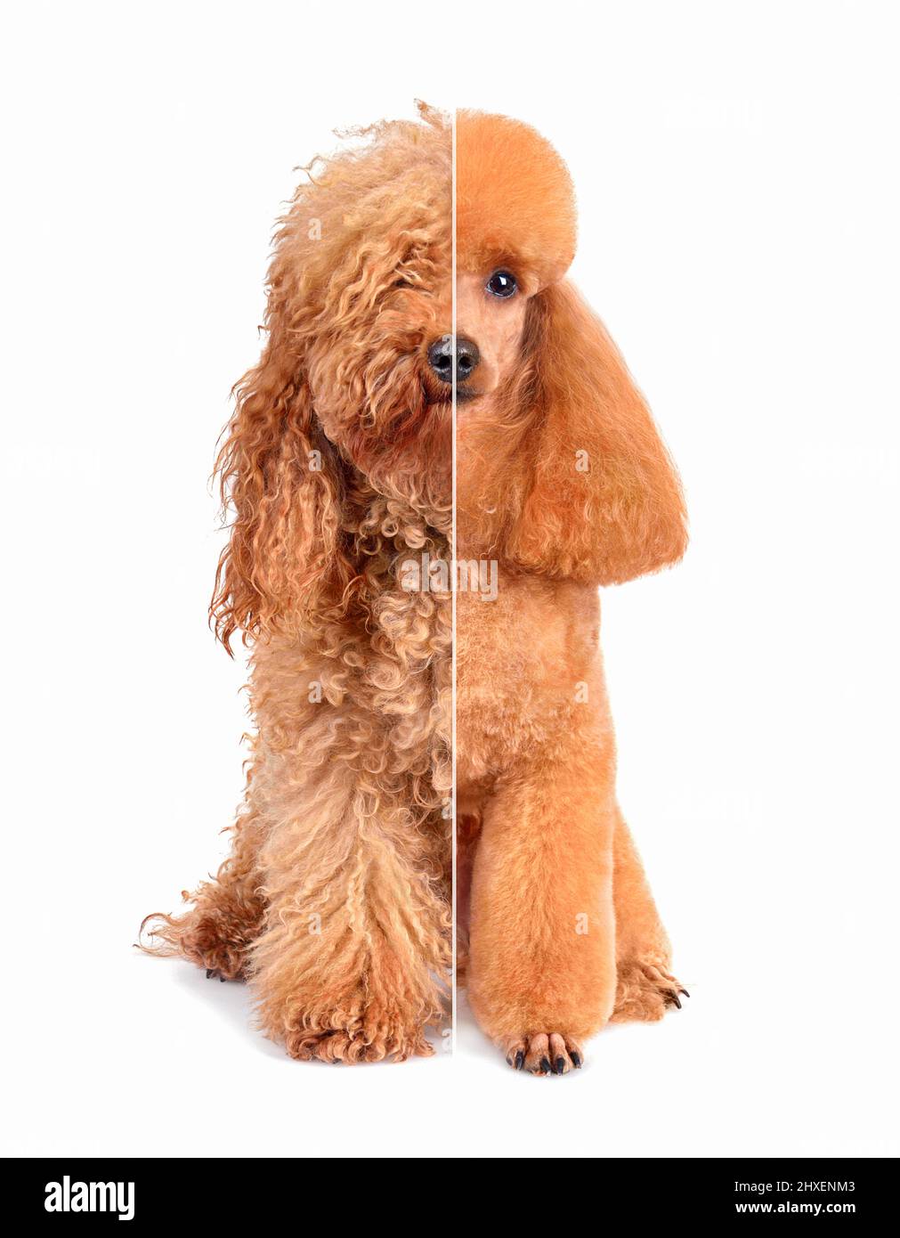Apricot toy poodle before grooming isolated on a white background