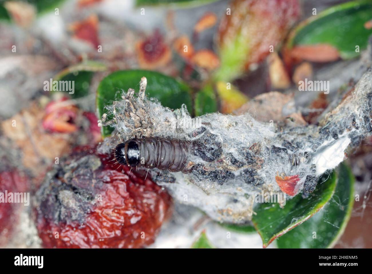 Tortrix moth caterpillars hires stock photography and images Alamy
