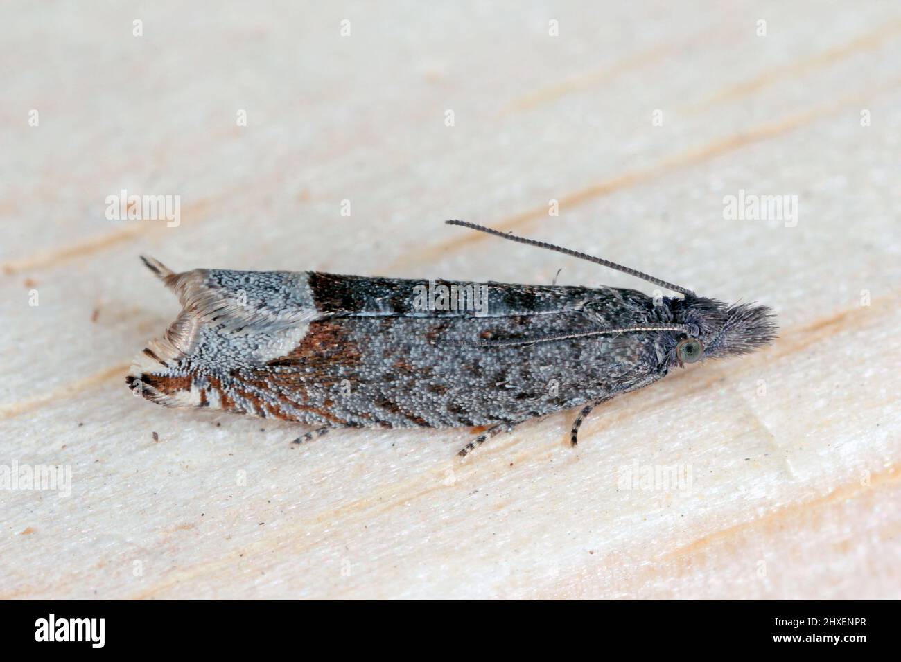 Ancylis tineana is a moth of the family Tortricidae. Larvae - caterpillars can become a pest in orchards and gardens. Stock Photo