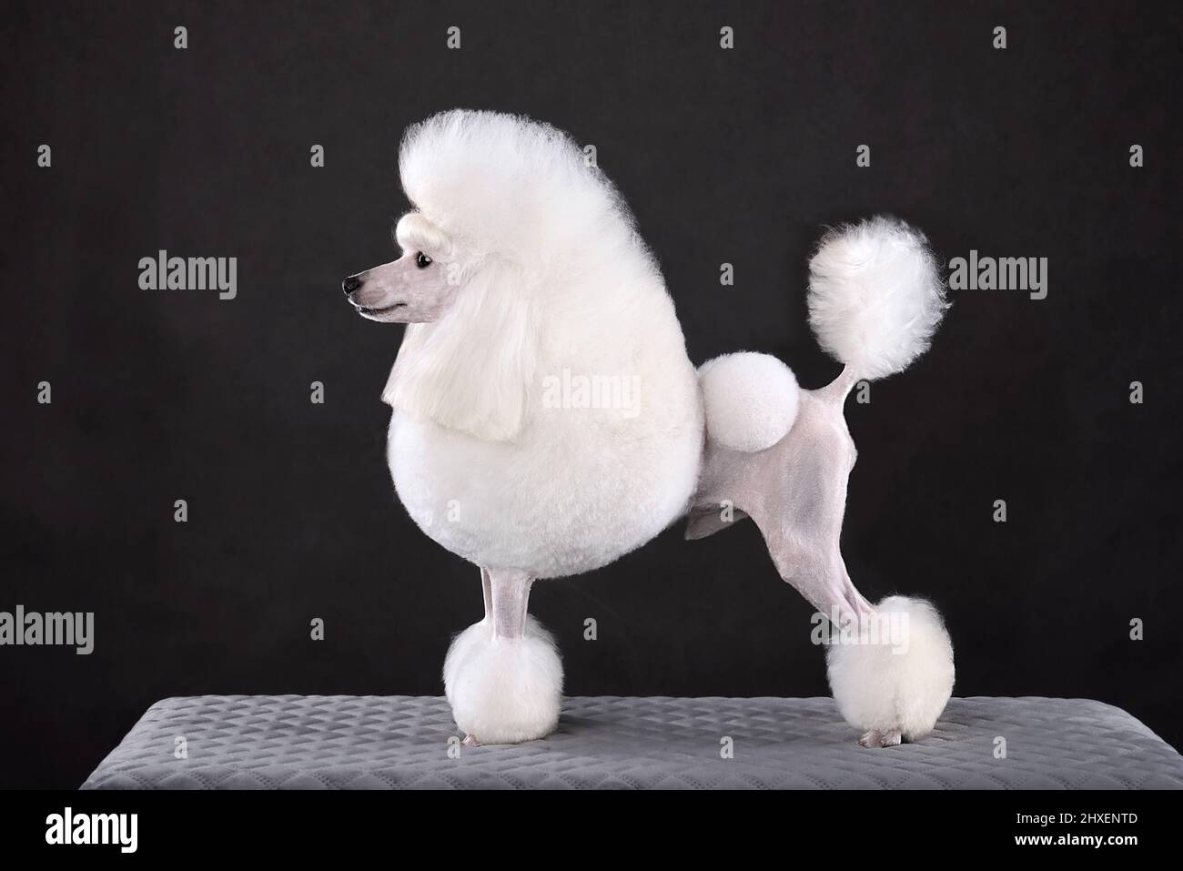 Beautiful white toy poodle in continental clip on black background Stock  Photo - Alamy