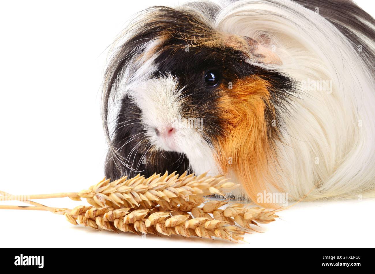 Cute guinea pig eating wheat stems with seeds isolated on a white