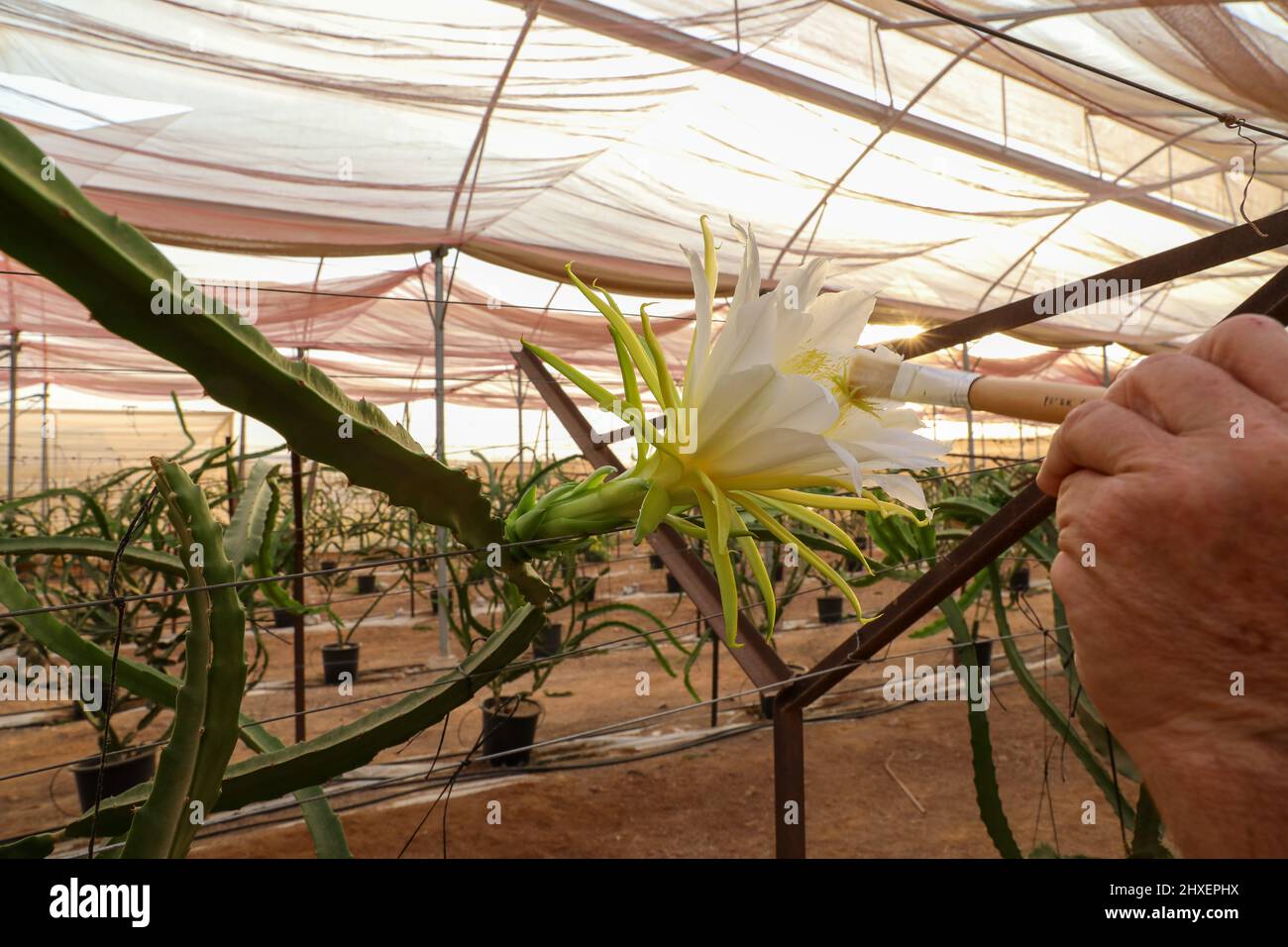 Dragon fruit or Selenicereus undatus artificial pollen Stock Photo Alamy