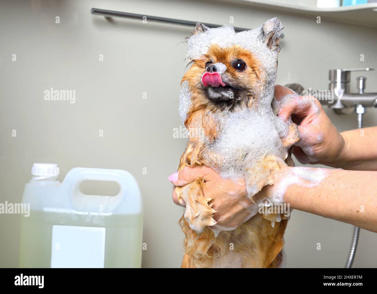 Funny cute Pomeranian spitz dog taking a bubble bath in grooming salon Stock Photo
