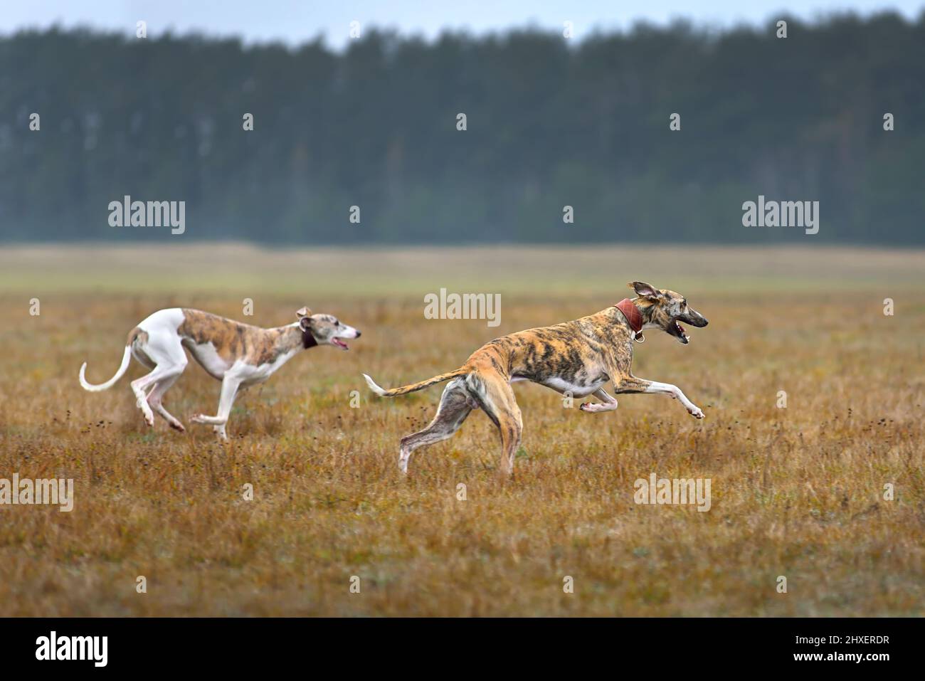 Two whippets running across the autumn field during on a coursing training Stock Photo